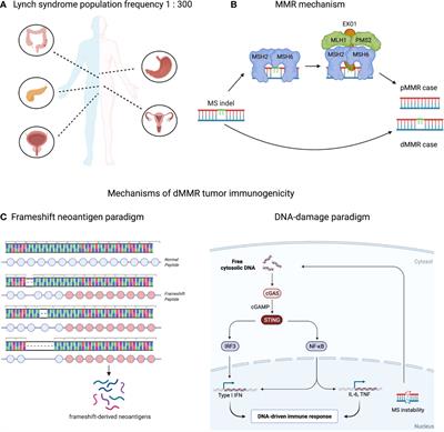 Lynch Syndrome and MSI-H Cancers: From Mechanisms to “Off-The-Shelf” Cancer Vaccines